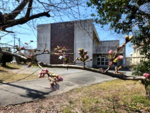 桜。桜開花・学校スタジオ・ℝ5年3月20日・メインロケハン・オールスタッフロケハン・アトリエミカミ管理運営・ロケ地・東京近郊・撮影場所・ドラマ撮影・ミュージックビデオ撮影・YouTube撮影・映画撮影・再現ドラマ撮影・コスプレ撮影・撮影会・撮影現場・桜川市・真壁町・東京・関東・東京