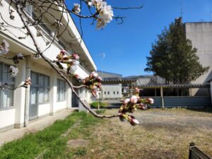 桜。桜開花・学校スタジオ・ℝ5年3月20日・メインロケハン・オールスタッフロケハン・アトリエミカミ管理運営・ロケ地・東京近郊・撮影場所・ドラマ撮影・ミュージックビデオ撮影・YouTube撮影・映画撮影・再現ドラマ撮影・コスプレ撮影・撮影会・撮影現場・桜川市・真壁町・東京・関東・東京