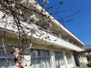 桜。桜開花・学校スタジオ・ℝ5年3月20日・メインロケハン・オールスタッフロケハン・アトリエミカミ管理運営・ロケ地・東京近郊・撮影場所・ドラマ撮影・ミュージックビデオ撮影・YouTube撮影・映画撮影・再現ドラマ撮影・コスプレ撮影・撮影会・撮影現場・桜川市・真壁町・東京・関東・東京