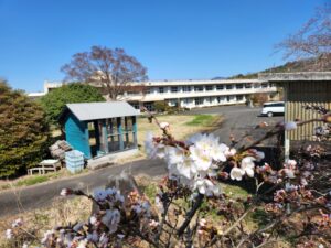 桜。桜開花・学校スタジオ・ℝ5年3月20日・メインロケハン・オールスタッフロケハン・アトリエミカミ管理運営・ロケ地・東京近郊・撮影場所・ドラマ撮影・ミュージックビデオ撮影・YouTube撮影・映画撮影・再現ドラマ撮影・コスプレ撮影・撮影会・撮影現場・桜川市・真壁町・東京・関東・東京
