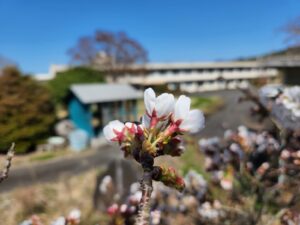 桜。桜開花・学校スタジオ・ℝ5年3月20日・メインロケハン・オールスタッフロケハン・アトリエミカミ管理運営・ロケ地・東京近郊・撮影場所・ドラマ撮影・ミュージックビデオ撮影・YouTube撮影・映画撮影・再現ドラマ撮影・コスプレ撮影・撮影会・撮影現場・桜川市・真壁町・東京・関東・東京