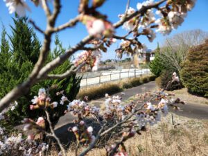 桜。桜開花・学校スタジオ・ℝ5年3月20日・メインロケハン・オールスタッフロケハン・アトリエミカミ管理運営・ロケ地・東京近郊・撮影場所・ドラマ撮影・ミュージックビデオ撮影・YouTube撮影・映画撮影・再現ドラマ撮影・コスプレ撮影・撮影会・撮影現場・桜川市・真壁町・東京・関東・東京