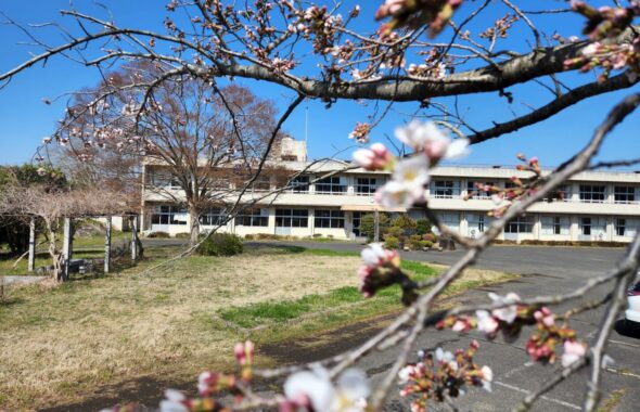 桜。桜開花・学校スタジオ・ℝ５年３月２０日・メインロケハン・オールスタッフロケハン・アトリエミカミ管理運営・ロケ地・東京近郊・撮影場所・ドラマ撮影・ミュージックビデオ撮影・YouTube撮影・映画撮影・再現ドラマ撮影・コスプレ撮影・撮影会・撮影現場・桜川市・真壁町・東京・関東・東京