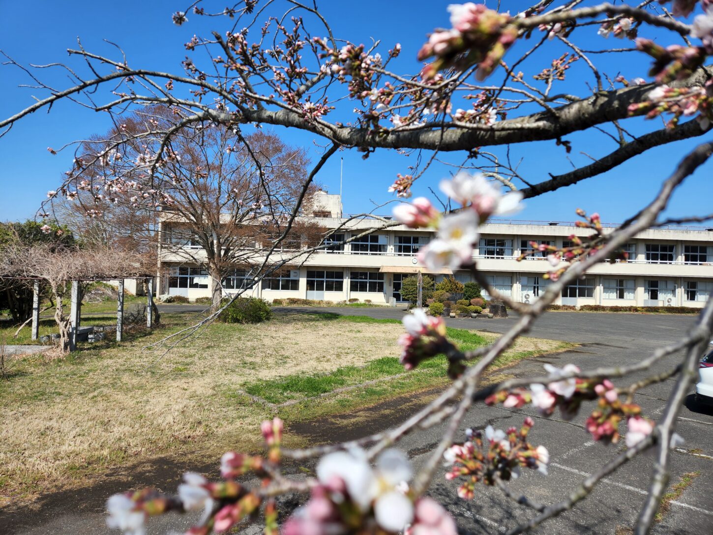 桜。桜開花・学校スタジオ・ℝ５年３月２０日・メインロケハン・オールスタッフロケハン・アトリエミカミ管理運営・ロケ地・東京近郊・撮影場所・ドラマ撮影・ミュージックビデオ撮影・YouTube撮影・映画撮影・再現ドラマ撮影・コスプレ撮影・撮影会・撮影現場・桜川市・真壁町・東京・関東・東京