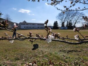 桜。桜開花・学校スタジオ・ℝ5年3月20日・メインロケハン・オールスタッフロケハン・アトリエミカミ管理運営・ロケ地・東京近郊・撮影場所・ドラマ撮影・ミュージックビデオ撮影・YouTube撮影・映画撮影・再現ドラマ撮影・コスプレ撮影・撮影会・撮影現場・桜川市・真壁町・東京・関東・東京