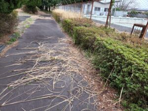 プール脇・植え込み・メンテナンス・作業・雑草駆除・学校スタジオ・撮影風景・撮影機材・再現ドラマチーム・ミュージックビデオ撮影・現場・学校スタジオ・アトリエミカミ管理運営・ハウススタジオ・ロケ地。ロケ場所・ドラマ撮影・映画撮影・YouTube撮影・コスプレ撮影・再現ドラマ撮影・ロケ現場・撮影現場・東京近郊・東京・撮影場所・貸しスタジオ・レンタルスタジオ・学校の撮影場所・