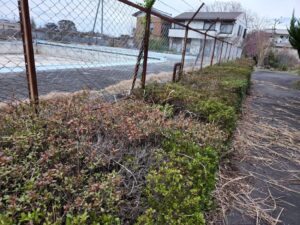 プール脇・植え込み・メンテナンス・作業・雑草駆除・学校スタジオ・撮影風景・撮影機材・再現ドラマチーム・ミュージックビデオ撮影・現場・学校スタジオ・アトリエミカミ管理運営・ハウススタジオ・ロケ地。ロケ場所・ドラマ撮影・映画撮影・YouTube撮影・コスプレ撮影・再現ドラマ撮影・ロケ現場・撮影現場・東京近郊・東京・撮影場所・貸しスタジオ・レンタルスタジオ・学校の撮影場所・