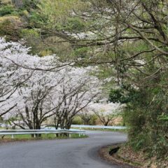 つくし湖・土手・堤防・桜・絶景・満開・学校スタジオ・ℝ５年３月２4日・美術建て込み・メインロケハン・オールスタッフロケハン・アトリエミカミ管理運営・ロケ地・東京近郊・撮影場所・ドラマ撮影・ミュージックビデオ撮影・YouTube撮影・映画撮影・再現ドラマ撮影・コスプレ撮影・撮影会・撮影現場・桜川市・真壁町・東京・関東・東京