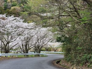 つくし湖・土手・堤防・桜・絶景・満開・学校スタジオ・ℝ５年３月２4日・美術建て込み・メインロケハン・オールスタッフロケハン・アトリエミカミ管理運営・ロケ地・東京近郊・撮影場所・ドラマ撮影・ミュージックビデオ撮影・YouTube撮影・映画撮影・再現ドラマ撮影・コスプレ撮影・撮影会・撮影現場・桜川市・真壁町・東京・関東・東京
