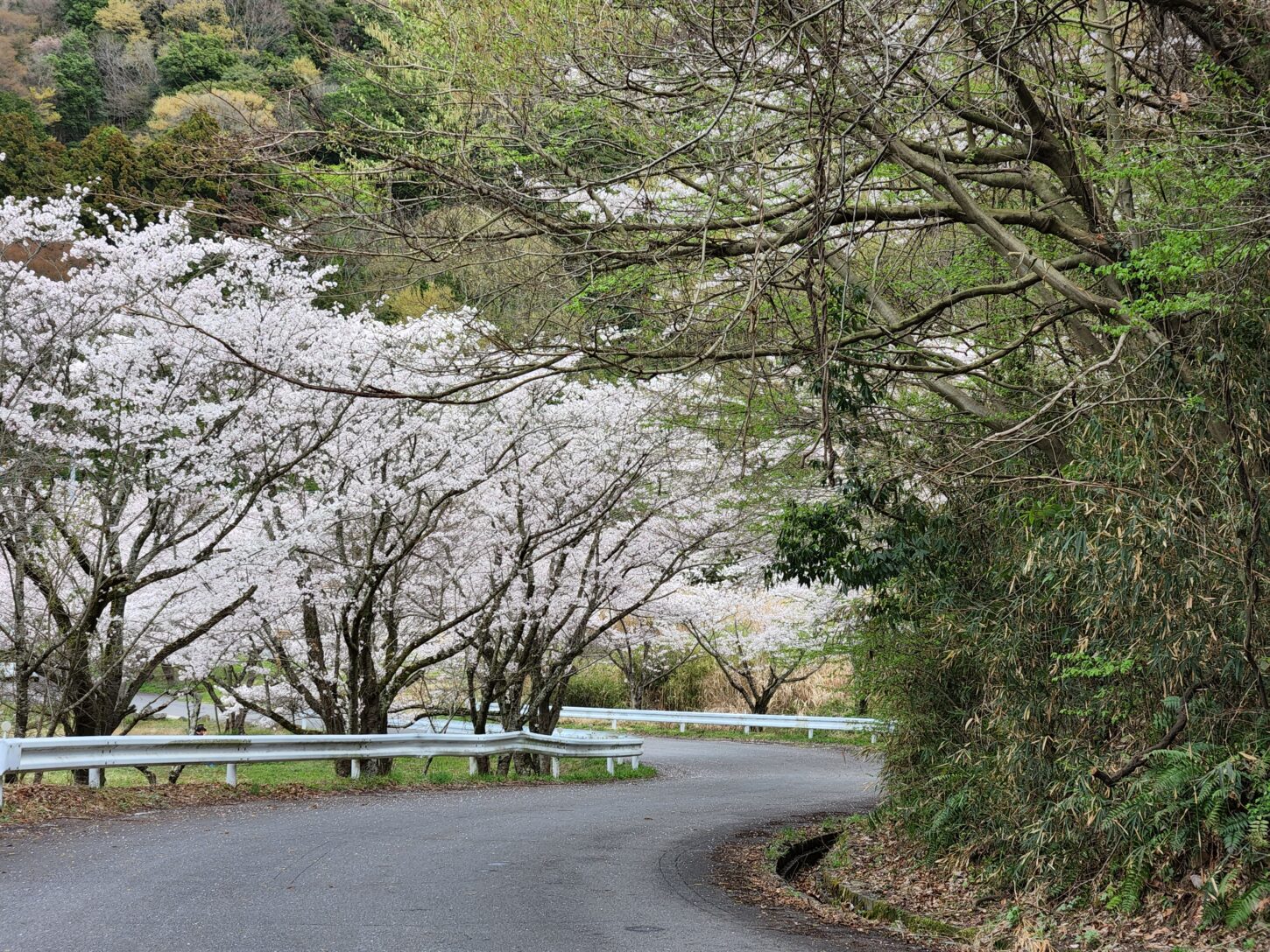 つくし湖・土手・堤防・桜・絶景・満開・学校スタジオ・ℝ５年３月２4日・美術建て込み・メインロケハン・オールスタッフロケハン・アトリエミカミ管理運営・ロケ地・東京近郊・撮影場所・ドラマ撮影・ミュージックビデオ撮影・YouTube撮影・映画撮影・再現ドラマ撮影・コスプレ撮影・撮影会・撮影現場・桜川市・真壁町・東京・関東・東京