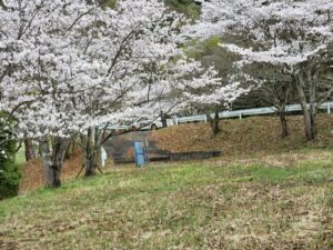 つくし湖・土手・堤防・桜・絶景・満開・学校スタジオ・ℝ５年３月２4日・美術建て込み・メインロケハン・オールスタッフロケハン・アトリエミカミ管理運営・ロケ地・東京近郊・撮影場所・ドラマ撮影・ミュージックビデオ撮影・YouTube撮影・映画撮影・再現ドラマ撮影・コスプレ撮影・撮影会・撮影現場・桜川市・真壁町・東京・関東・東京