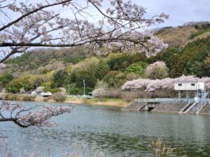 つくし湖・土手・堤防・桜・絶景・満開・学校スタジオ・ℝ５年３月２4日・美術建て込み・メインロケハン・オールスタッフロケハン・アトリエミカミ管理運営・ロケ地・東京近郊・撮影場所・ドラマ撮影・ミュージックビデオ撮影・YouTube撮影・映画撮影・再現ドラマ撮影・コスプレ撮影・撮影会・撮影現場・桜川市・真壁町・東京・関東・東京