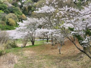 つくし湖・土手・堤防・桜・絶景・満開・学校スタジオ・ℝ５年３月２4日・美術建て込み・メインロケハン・オールスタッフロケハン・アトリエミカミ管理運営・ロケ地・東京近郊・撮影場所・ドラマ撮影・ミュージックビデオ撮影・YouTube撮影・映画撮影・再現ドラマ撮影・コスプレ撮影・撮影会・撮影現場・桜川市・真壁町・東京・関東・東京