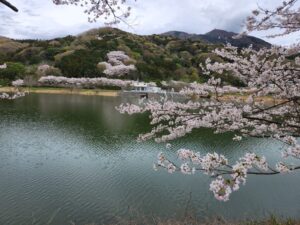 つくし湖・土手・堤防・桜・絶景・満開・学校スタジオ・ℝ５年３月２4日・美術建て込み・メインロケハン・オールスタッフロケハン・アトリエミカミ管理運営・ロケ地・東京近郊・撮影場所・ドラマ撮影・ミュージックビデオ撮影・YouTube撮影・映画撮影・再現ドラマ撮影・コスプレ撮影・撮影会・撮影現場・桜川市・真壁町・東京・関東・東京