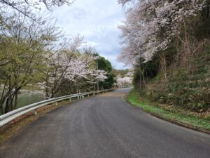 つくし湖・土手・堤防・桜・絶景・満開・学校スタジオ・ℝ５年３月２4日・美術建て込み・メインロケハン・オールスタッフロケハン・アトリエミカミ管理運営・ロケ地・東京近郊・撮影場所・ドラマ撮影・ミュージックビデオ撮影・YouTube撮影・映画撮影・再現ドラマ撮影・コスプレ撮影・撮影会・撮影現場・桜川市・真壁町・東京・関東・東京