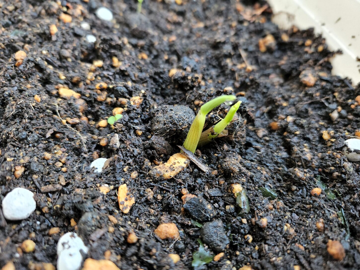 橋本旅館ミョウガ ・栽培・ミョウガ・茗荷・発芽・橋本旅館スタジオ・グットデザイン賞・登録有形文化財橋本旅館スタジオ・古民家カフェ・登録有形文化財・アトリエミカミ・管理運営・ドラマ撮影・映画撮影・再現ドラマ撮影・YouTube撮影・ミュージックビデオ撮影・CM撮影・ロケ地・ロケ現場・撮影場所・ハウススタジオ・レンタルスタジオ・貸しスタジオ・東京・東京近郊・桜川市・真壁町