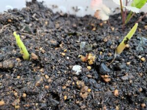 橋本旅館ミョウガ ・栽培・ミョウガ・茗荷・発芽・橋本旅館スタジオ・グットデザイン賞・登録有形文化財橋本旅館スタジオ・古民家カフェ・登録有形文化財・アトリエミカミ・管理運営・ドラマ撮影・映画撮影・再現ドラマ撮影・YouTube撮影・ミュージックビデオ撮影・CM撮影・ロケ地・ロケ現場・撮影場所・ハウススタジオ・レンタルスタジオ・貸しスタジオ・東京・東京近郊・桜川市・真壁町