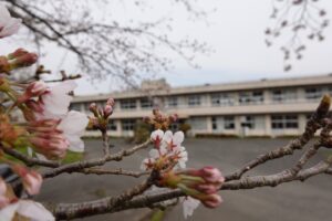 学校スタジオ・桜咲く撮影桜・桜・撮影機材・再現ドラマチーム・ミュージックビデオ撮影・現場・学校スタジオ・アトリエミカミ管理運営・ハウススタジオ・ロケ地。ロケ場所・ドラマ撮影・映画撮影・YouTube撮影・コスプレ撮影・再現ドラマ撮影・ロケ現場・撮影現場・東京近郊・東京・撮影場所・貸しスタジオ・レンタルスタジオ・学校の撮影場所・