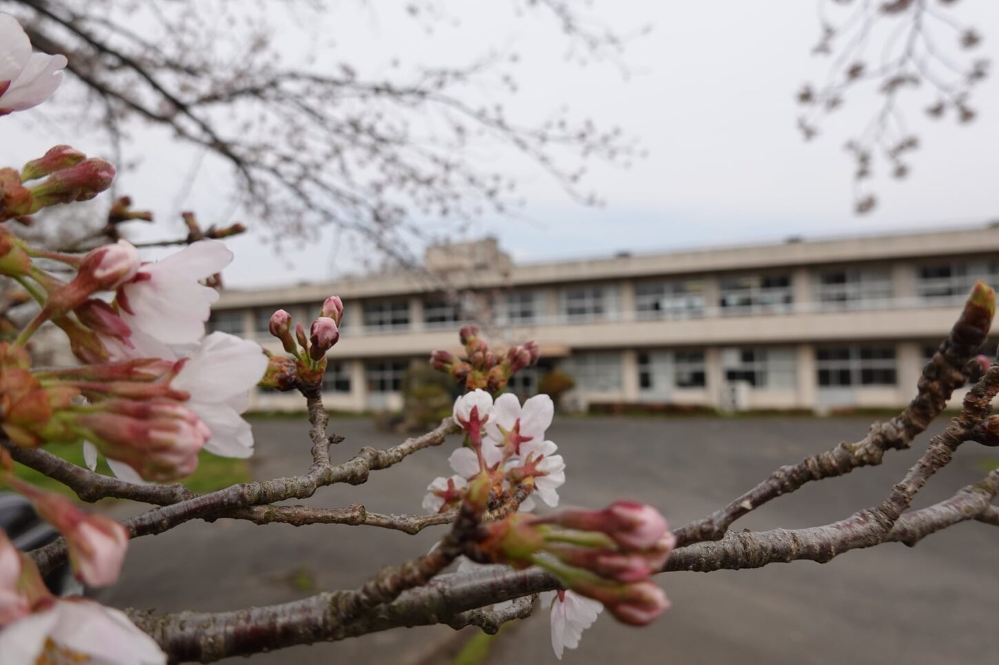 学校スタジオ・桜咲く撮影桜・桜・撮影機材・再現ドラマチーム・ミュージックビデオ撮影・現場・学校スタジオ・アトリエミカミ管理運営・ハウススタジオ・ロケ地。ロケ場所・ドラマ撮影・映画撮影・YouTube撮影・コスプレ撮影・再現ドラマ撮影・ロケ現場・撮影現場・東京近郊・東京・撮影場所・貸しスタジオ・レンタルスタジオ・学校の撮影場所・
