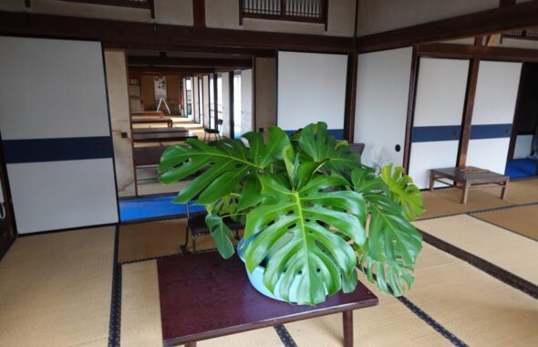 観葉植物・モンステラ・防火水槽・登録有形文化財橋本旅館スタジオ・古民家カフェ・登録有形文化財・アトリエミカミ・管理運営・ドラマ撮影・映画撮影・再現ドラマ撮影・YouTube撮影・ミュージックビデオ撮影・CM撮影・ロケ地・ロケ現場・撮影場所・ハウススタジオ・レンタルスタジオ・貸しスタジオ・東京・東京近郊・桜川市・真壁町