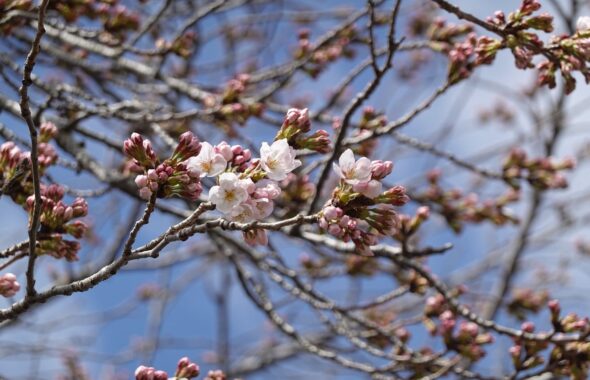 桜・学校スタジオ桜開花・学校スタジオ・ℝ4年３月28日・美術建て込み・メインロケハン・オールスタッフロケハン・アトリエミカミ管理運営・ロケ地・東京近郊・撮影場所・ドラマ撮影・ミュージックビデオ撮影・YouTube撮影・映画撮影・再現ドラマ撮影・コスプレ撮影・撮影会・撮影現場・桜川市・真壁町・東京・関東・東京近