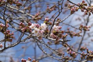 学校スタジオ・桜咲く撮影桜・桜・撮影機材・再現ドラマチーム・ミュージックビデオ撮影・現場・学校スタジオ・アトリエミカミ管理運営・ハウススタジオ・ロケ地。ロケ場所・ドラマ撮影・映画撮影・YouTube撮影・コスプレ撮影・再現ドラマ撮影・ロケ現場・撮影現場・東京近郊・東京・撮影場所・貸しスタジオ・レンタルスタジオ・学校の撮影場所・