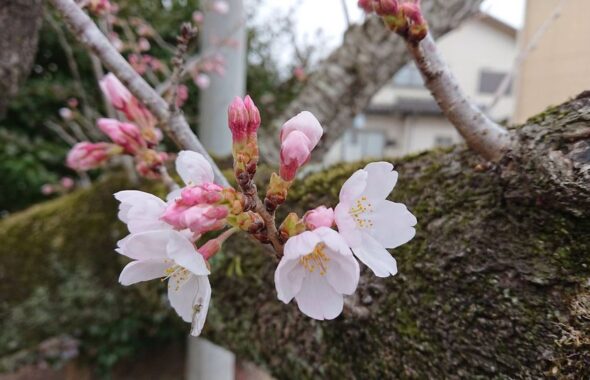 学校の桜・学校スタジオ・2,022年3月30日・・メインロケハン・オールスタッフロケハン・アトリエミカミ管理運営・ロケ地・東京近郊・撮影場所・ドラマ撮影・ミュージックビデオ撮影・YouTube撮影・映画撮影・再現ドラマ撮影・コスプレ撮影・撮影会・撮影現場・桜川市・真壁町・東京・関東・東京近郊
