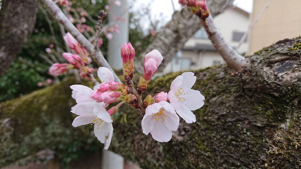 学校の桜・学校スタジオ・2,022年3月30日・・メインロケハン・オールスタッフロケハン・アトリエミカミ管理運営・ロケ地・東京近郊・撮影場所・ドラマ撮影・ミュージックビデオ撮影・YouTube撮影・映画撮影・再現ドラマ撮影・コスプレ撮影・撮影会・撮影現場・桜川市・真壁町・東京・関東・東京近郊