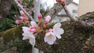 学校スタジオ・桜咲く撮影桜・桜・撮影機材・再現ドラマチーム・ミュージックビデオ撮影・現場・学校スタジオ・アトリエミカミ管理運営・ハウススタジオ・ロケ地。ロケ場所・ドラマ撮影・映画撮影・YouTube撮影・コスプレ撮影・再現ドラマ撮影・ロケ現場・撮影現場・東京近郊・東京・撮影場所・貸しスタジオ・レンタルスタジオ・学校の撮影場所・