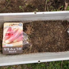 橋本旅館ミョウガ ・栽培・ミョウガ・茗荷・橋本旅館スタジオ・グットデザイン賞・登録有形文化財橋本旅館スタジオ・古民家カフェ・登録有形文化財・アトリエミカミ・管理運営・ドラマ撮影・映画撮影・再現ドラマ撮影・YouTube撮影・ミュージックビデオ撮影・CM撮影・ロケ地・ロケ現場・撮影場所・ハウススタジオ・レンタルスタジオ・貸しスタジオ・東京・東京近郊・桜川市・真壁町