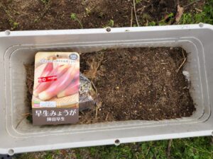 橋本旅館ミョウガ ・栽培・ミョウガ・茗荷・橋本旅館スタジオ・グットデザイン賞・登録有形文化財橋本旅館スタジオ・古民家カフェ・登録有形文化財・アトリエミカミ・管理運営・ドラマ撮影・映画撮影・再現ドラマ撮影・YouTube撮影・ミュージックビデオ撮影・CM撮影・ロケ地・ロケ現場・撮影場所・ハウススタジオ・レンタルスタジオ・貸しスタジオ・東京・東京近郊・桜川市・真壁町