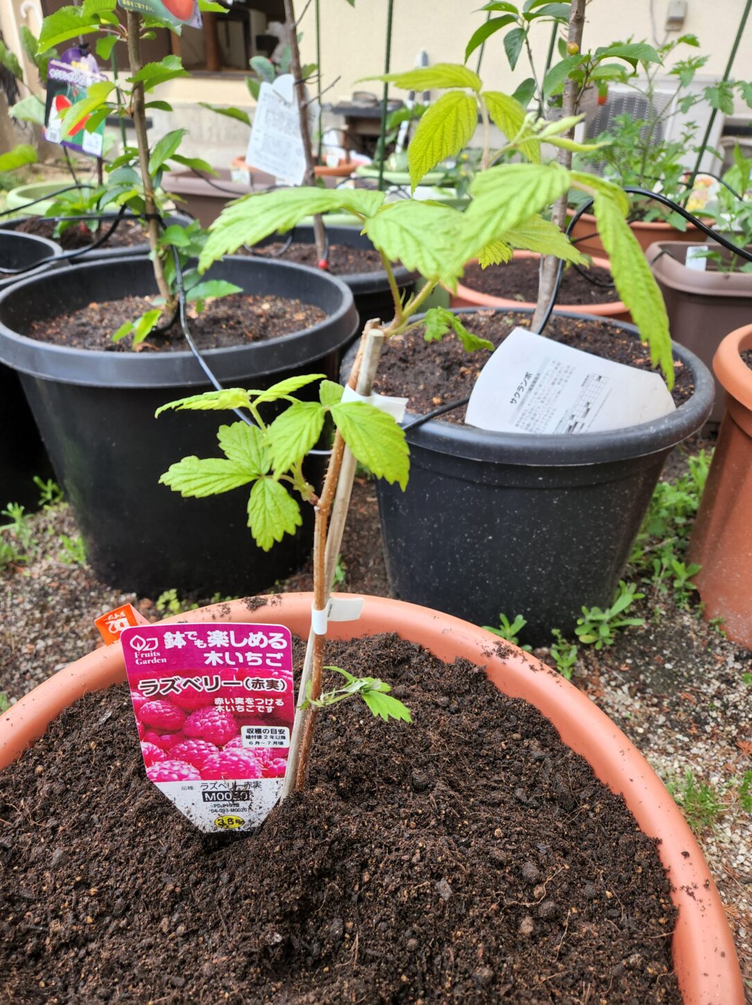レットラズベリー苗木・木イチゴ・登録有形文化財橋本旅館スタジオ庭・雑草駆除・橋本旅館スタジオ・グットデザイン賞・登録有形文化財橋本旅館スタジオ・古民家カフェ・登録有形文化財・アトリエミカミ・管理運営・ドラマ撮影・映画撮影・再現ドラマ撮影・YouTube撮影・ミュージックビデオ撮影・CM撮影・ロケ地・ロケ現場・撮影場所・ハウススタジオ・レンタルスタジオ・貸しスタジオ・東京・東京近郊・桜川市・真壁町