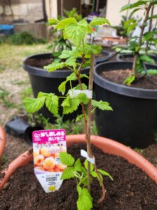 イエローラズベリー苗木・木イチゴ・登録有形文化財橋本旅館スタジオ庭・雑草駆除・橋本旅館スタジオ・グットデザイン賞・登録有形文化財橋本旅館スタジオ・古民家カフェ・登録有形文化財・アトリエミカミ・管理運営・ドラマ撮影・映画撮影・再現ドラマ撮影・YouTube撮影・ミュージックビデオ撮影・CM撮影・ロケ地・ロケ現場・撮影場所・ハウススタジオ・レンタルスタジオ・貸しスタジオ・東京・東京近郊・桜川市・真壁町