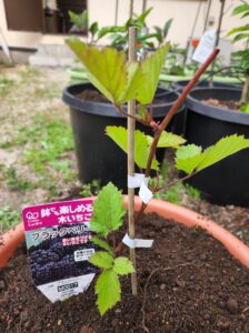 ブラックラズベリー苗木・木イチゴ・登録有形文化財橋本旅館スタジオ庭・雑草駆除・橋本旅館スタジオ・グットデザイン賞・登録有形文化財橋本旅館スタジオ・古民家カフェ・登録有形文化財・アトリエミカミ・管理運営・ドラマ撮影・映画撮影・再現ドラマ撮影・YouTube撮影・ミュージックビデオ撮影・CM撮影・ロケ地・ロケ現場・撮影場所・ハウススタジオ・レンタルスタジオ・貸しスタジオ・東京・東京近郊・桜川市・真壁町