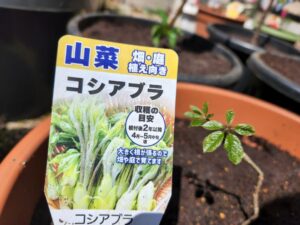 山菜・こしあぶら・苗木・橋本旅館スタジオ・グットデザイン賞・登録有形文化財橋本旅館スタジオ・古民家カフェ・登録有形文化財・アトリエミカミ・管理運営・ドラマ撮影・映画撮影・再現ドラマ撮影・YouTube撮影・ミュージックビデオ撮影・CM撮影・ロケ地・ロケ現場・撮影場所・ハウススタジオ・レンタルスタジオ・貸しスタジオ・東京・東京近郊・桜川市・真壁町