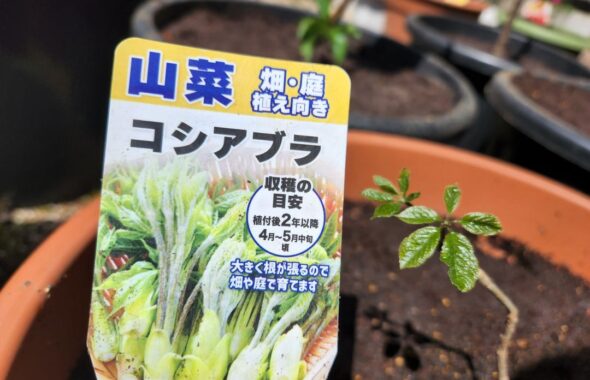 山菜・こしあぶら・苗木・橋本旅館スタジオ・グットデザイン賞・登録有形文化財橋本旅館スタジオ・古民家カフェ・登録有形文化財・アトリエミカミ・管理運営・ドラマ撮影・映画撮影・再現ドラマ撮影・YouTube撮影・ミュージックビデオ撮影・CM撮影・ロケ地・ロケ現場・撮影場所・ハウススタジオ・レンタルスタジオ・貸しスタジオ・東京・東京近郊・桜川市・真壁町