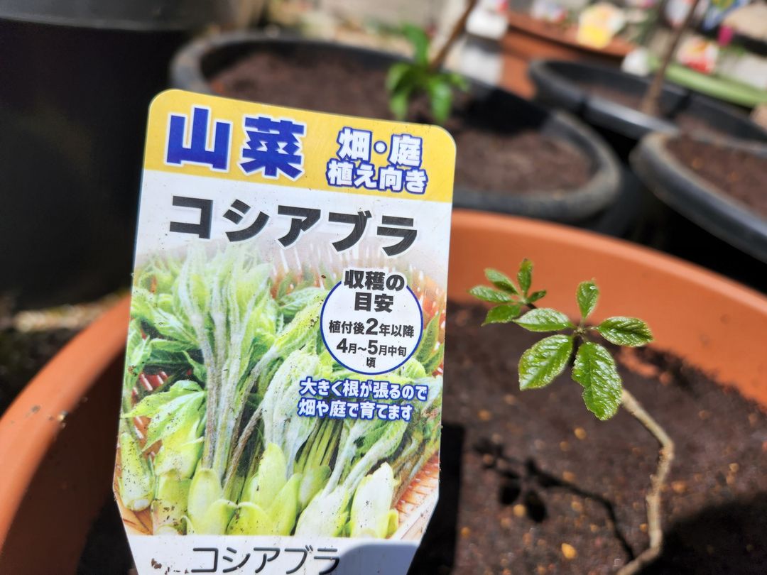 山菜・こしあぶら・苗木・橋本旅館スタジオ・グットデザイン賞・登録有形文化財橋本旅館スタジオ・古民家カフェ・登録有形文化財・アトリエミカミ・管理運営・ドラマ撮影・映画撮影・再現ドラマ撮影・YouTube撮影・ミュージックビデオ撮影・CM撮影・ロケ地・ロケ現場・撮影場所・ハウススタジオ・レンタルスタジオ・貸しスタジオ・東京・東京近郊・桜川市・真壁町