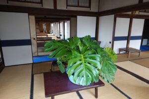 モンステラ・観葉植物・橋本旅館スタジオ・グットデザイン賞・登録有形文化財橋本旅館スタジオ・古民家カフェ・登録有形文化財・アトリエミカミ・管理運営・ドラマ撮影・映画撮影・再現ドラマ撮影・YouTube撮影・ミュージックビデオ撮影・CM撮影・ロケ地・ロケ現場・撮影場所・ハウススタジオ・レンタルスタジオ・貸しスタジオ・東京・東京近郊・桜川市・真壁