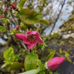 花梨の花・かりんの花・学校スタジオ・アトリエミカミ管理運営・ロケ地・東京近郊・撮影場所・ドラマ撮影・ミュージックビデオ撮影・YouTube撮影・映画撮影・再現ドラマ撮影・コスプレ撮影・撮影会・撮影現場・桜川市・真壁町・東京・関東・東京