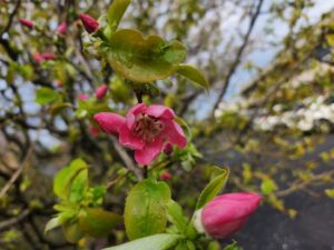 花梨の花・かりんの花・学校スタジオ・アトリエミカミ管理運営・ロケ地・東京近郊・撮影場所・ドラマ撮影・ミュージックビデオ撮影・YouTube撮影・映画撮影・再現ドラマ撮影・コスプレ撮影・撮影会・撮影現場・桜川市・真壁町・東京・関東・東京