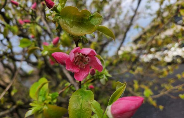 花梨の花・かりんの花・学校スタジオ・アトリエミカミ管理運営・ロケ地・東京近郊・撮影場所・ドラマ撮影・ミュージックビデオ撮影・YouTube撮影・映画撮影・再現ドラマ撮影・コスプレ撮影・撮影会・撮影現場・桜川市・真壁町・東京・関東・東京