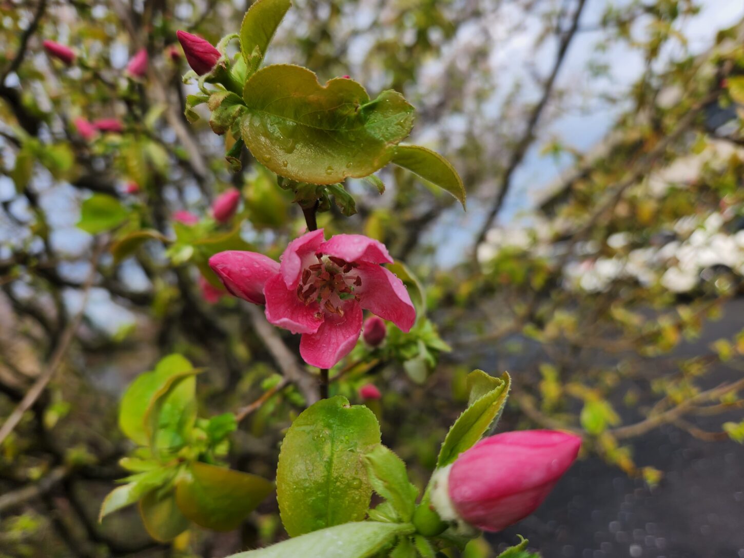 花梨の花・かりんの花・学校スタジオ・アトリエミカミ管理運営・ロケ地・東京近郊・撮影場所・ドラマ撮影・ミュージックビデオ撮影・YouTube撮影・映画撮影・再現ドラマ撮影・コスプレ撮影・撮影会・撮影現場・桜川市・真壁町・東京・関東・東京