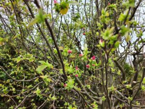 花梨の花・かりんの花・学校スタジオ・アトリエミカミ管理運営・ロケ地・東京近郊・撮影場所・ドラマ撮影・ミュージックビデオ撮影・YouTube撮影・映画撮影・再現ドラマ撮影・コスプレ撮影・撮影会・撮影現場・桜川市・真壁町・東京・関東・東京
