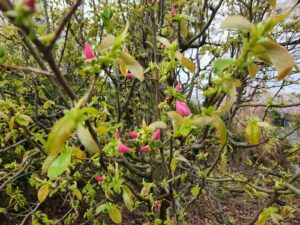 花梨の花・かりんの花・学校スタジオ・アトリエミカミ管理運営・ロケ地・東京近郊・撮影場所・ドラマ撮影・ミュージックビデオ撮影・YouTube撮影・映画撮影・再現ドラマ撮影・コスプレ撮影・撮影会・撮影現場・桜川市・真壁町・東京・関東・東京