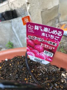 ラズベリー・木イチゴ・登録有形文化財橋本旅館スタジオ庭・グットデザイン賞・登録有形文化財橋本旅館スタジオ・古民家カフェ・登録有形文化財・アトリエミカミ・管理運営・ドラマ撮影・映画撮影・再現ドラマ撮影・YouTube撮影・ミュージックビデオ撮影・CM撮影・ロケ地・ロケ現場・撮影場所・ハウススタジオ・レンタルスタジオ・貸しスタジオ・東京・東京近郊・桜川市・真壁町・撮影準備・