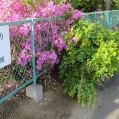 外にはみ出した枝カット・学校スタジオ・問い合わせ急増・撮影スポット・学園ドラマ・コマーシャル撮影・CM撮影・映画撮影・再現ドラマ撮影・コスプレ撮影・ユーty－部撮影・アトリエミカミ・管理運営・学校撮影・レンタルスタジオ・東京近郊・東京・東京・関東・桜川市・真壁町・撮影専用物件・