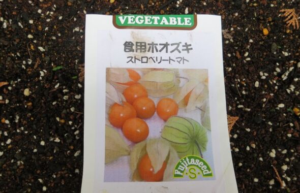 食用ほうずき種・登録有形文化財橋本旅館スタジオ庭・登録有形文化財橋本旅館スタジオ庭・雑草駆除・橋本旅館スタジオ・グットデザイン賞・登録有形文化財橋本旅館スタジオ・古民家カフェ・登録有形文化財・アトリエミカミ・管理運営・ドラマ撮影・映画撮影・再現ドラマ撮影・YouTube撮影・ミュージックビデオ撮影・CM撮影・ロケ地・ロケ現場・撮影場所・ハウススタジオ・レンタルスタジオ・貸しスタジオ・東京・東京近郊・桜川市・真壁町