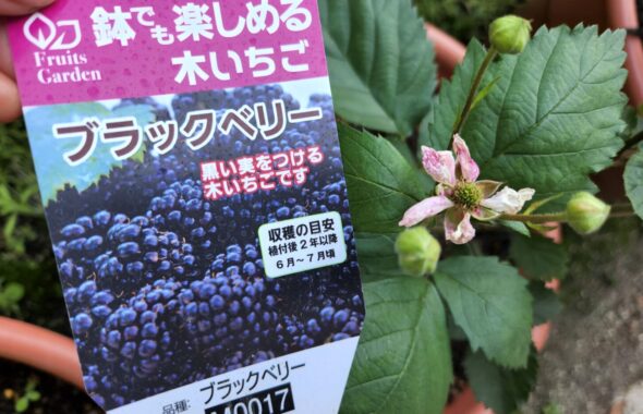 木いちご・ブラックベリー・登録有形文化財橋本旅館スタジオ庭・グットデザイン賞・登録有形文化財橋本旅館スタジオ・古民家カフェ・登録有形文化財・アトリエミカミ・管理運営・ドラマ撮影・映画撮影・再現ドラマ撮影・YouTube撮影・ミュージックビデオ撮影・CM撮影・ロケ地・ロケ現場・撮影場所・ハウススタジオ・レンタルスタジオ・貸しスタジオ・東京・東京近郊・桜川市・真壁町・撮影準備・