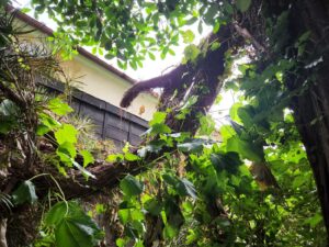 登録有形文化財橋本旅館スタジオの庭・風で枝が折れて隣の塀に・メンテナンンス・登録有形文化財橋本旅館スタジオ・張替・グットデザイン賞・登録有形文化財橋本旅館スタジオ・古民家カフェ・登録有形文化財・アトリエミカミ・管理運営・ドラマ撮影・映画撮影・再現ドラマ撮影・YouTube撮影・ミュージックビデオ撮影・CM撮影・ロケ地・ロケ現場・撮影場所・ハウススタジオ・レンタルスタジオ・貸しスタジオ・東京・東京近郊・桜川市・真壁町・撮影準備・