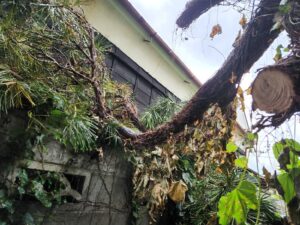 登録有形文化財橋本旅館スタジオの庭・風で枝が折れて隣の塀に・メンテナンンス・登録有形文化財橋本旅館スタジオ・張替・グットデザイン賞・登録有形文化財橋本旅館スタジオ・古民家カフェ・登録有形文化財・アトリエミカミ・管理運営・ドラマ撮影・映画撮影・再現ドラマ撮影・YouTube撮影・ミュージックビデオ撮影・CM撮影・ロケ地・ロケ現場・撮影場所・ハウススタジオ・レンタルスタジオ・貸しスタジオ・東京・東京近郊・桜川市・真壁町・撮影準備・